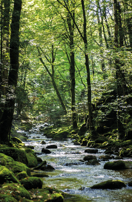 Баден-Бадене (Герольдзау)